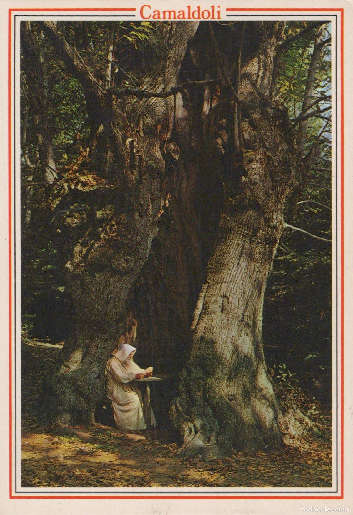 Postcards: Italy Camaldoli Eremo Albero Gigante People Posted *YAK817