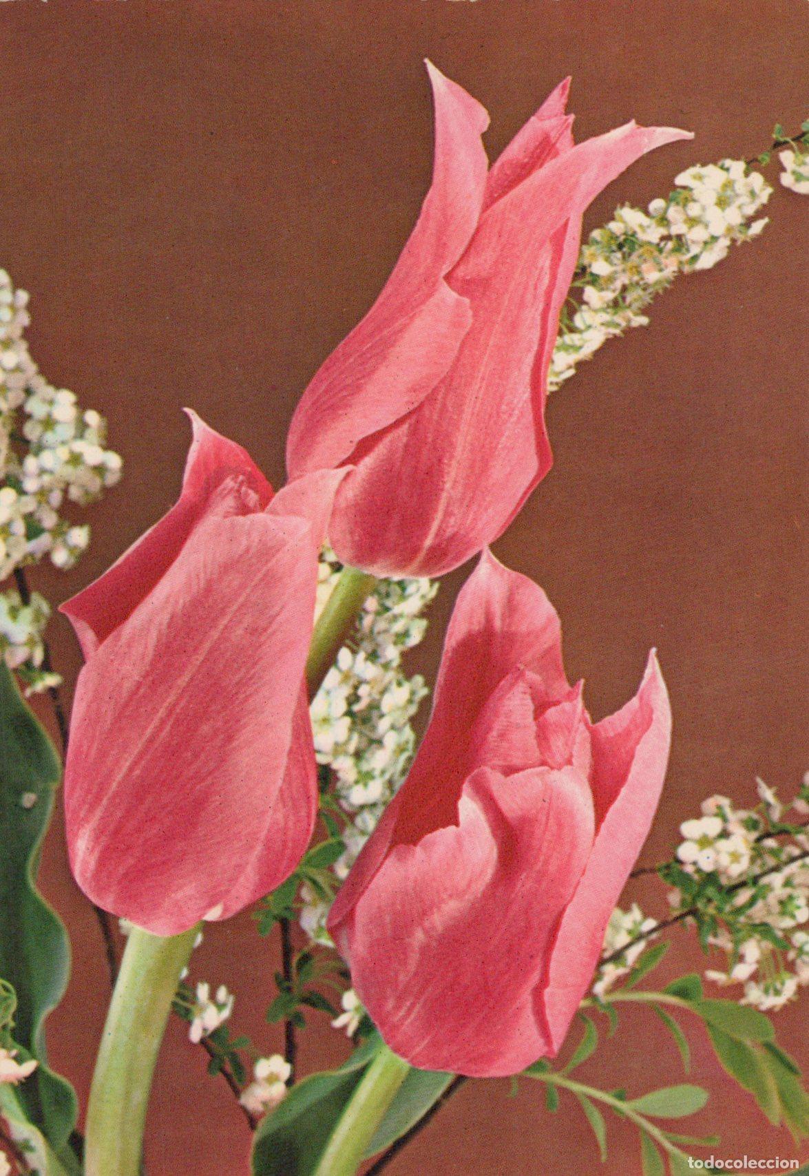 Postcards: Italy Canevari Fiori Tulipani Rosa Auguri Posted *YAK570