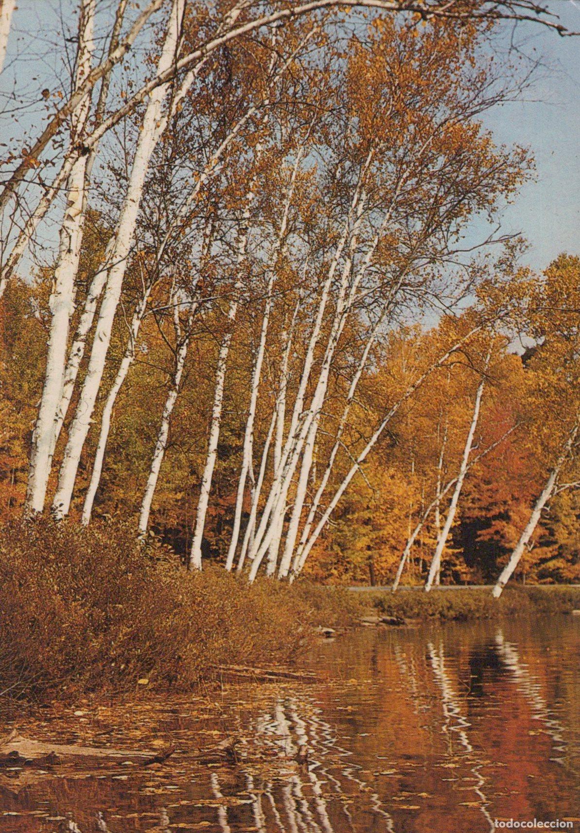Postkarten: France Eure Landscape Automne Avec Bouleaux au Bord L Eau *YAK624