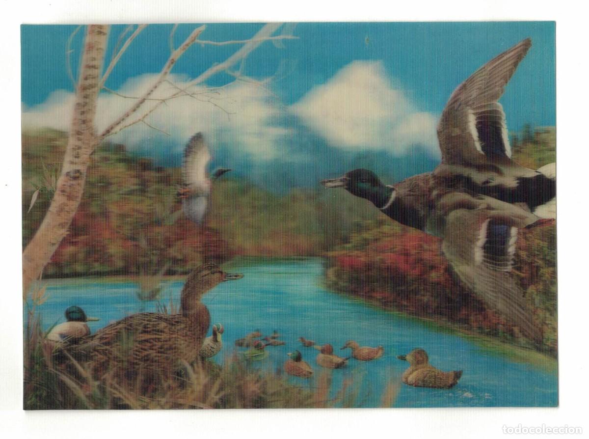 Postales: Fotograf&iacute;a tridimensional lenticular &ndash; patos en el r&iacute;o &ndash; paisaje natural