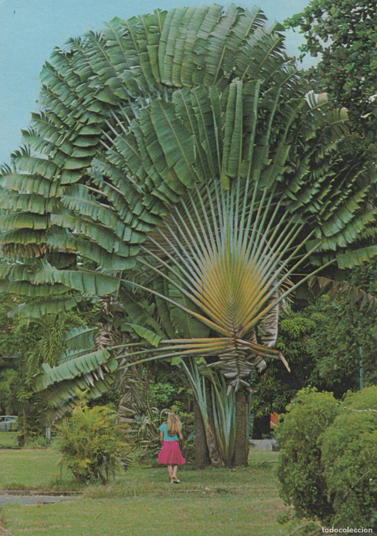 Cartoline: France Saint Barth&eacute;lemy Traveler S Tree With Girl Tropical Landscape *YAM005
