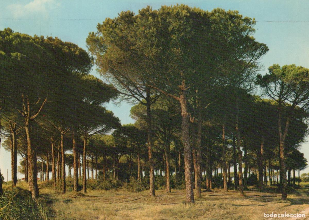 Cartes Postales: Italy Cervia Milano Marittima the Pine Grove la Pineta Vintage *YAM230