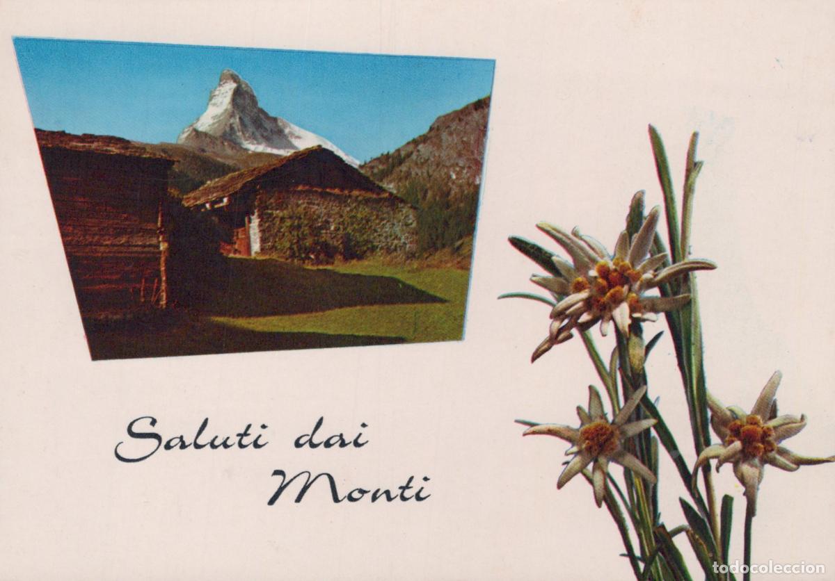 Postales: Switzerland Zermatt Matterhorn Mountain Edelweiss Flowers Saluti Dai *YAM259