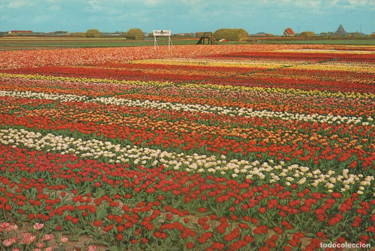 Postales: Netherlands Holland in Flower Decoration Vast Fields of Unposted *YAM409