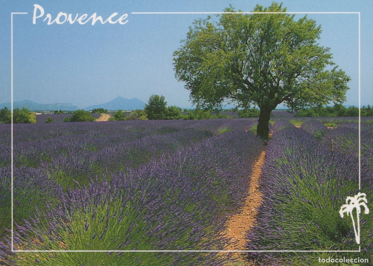 Cartoline: France Saint Aygulf Provence Lavender Field With Tree Rural Unposted *YAM766