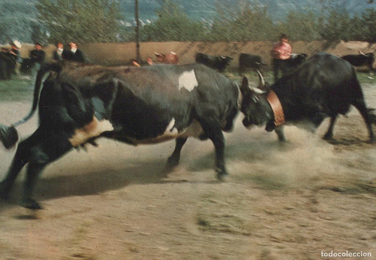 Postcards: Italy Aosta Cows Fighting in A Traditional Unposted *YAM837