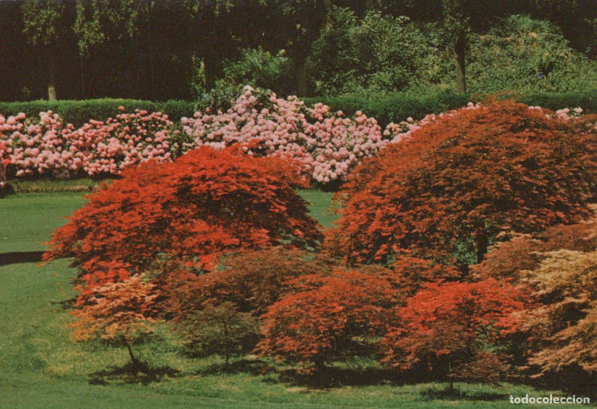 Postales: Italy Valeggio Sul Mincio Sigurta Park Maples and Hydrangeas Unposted *YAN119