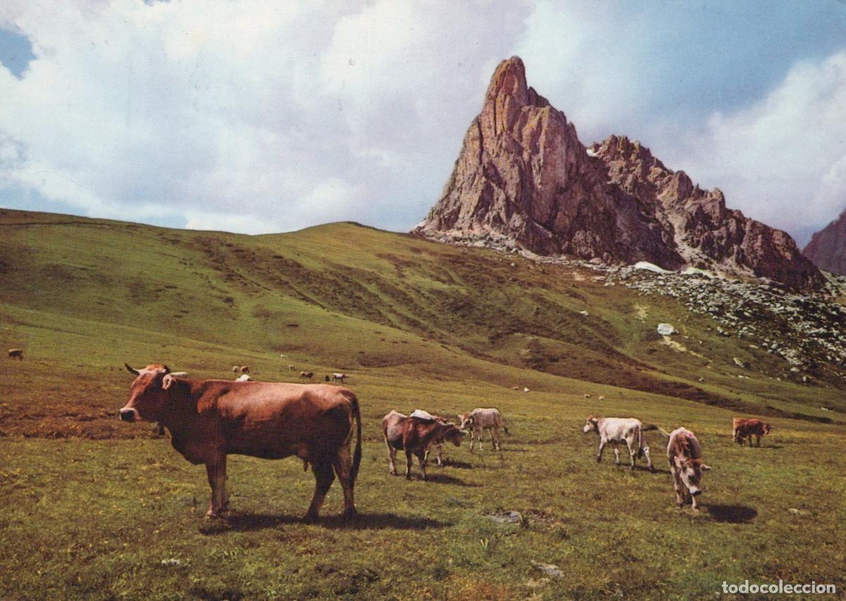 Postkarten: Italy Cortina D Ampezzo Passo Giau Monte Gusela Cows Grazing Italian *YAN196