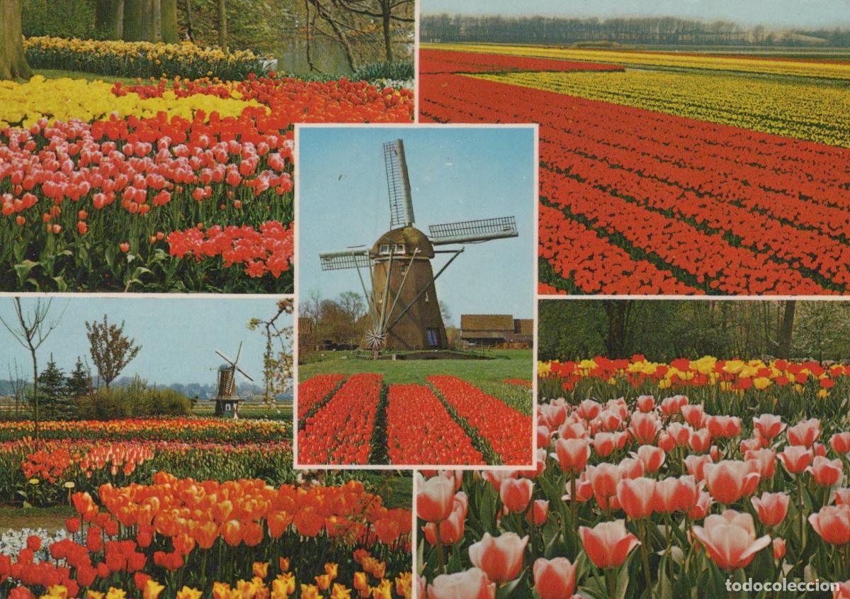 Cartoline: Netherlands Lisse Holland Tulip Fields Windmill Collage Flower *YAN453