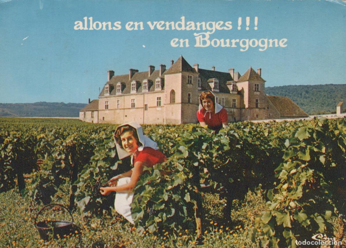 Cartoline: France M&acirc;con Two Women Harvesting Grapes in A Vineyard With A Unposted *YAN569