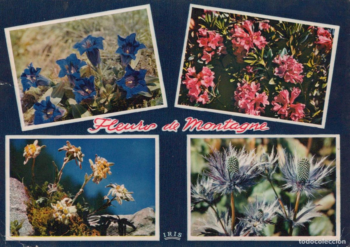 Postcards: France Mazi&egrave;res en G&acirc;tine Four Images of Mountain Flowers Blue Gentians *YAN609
