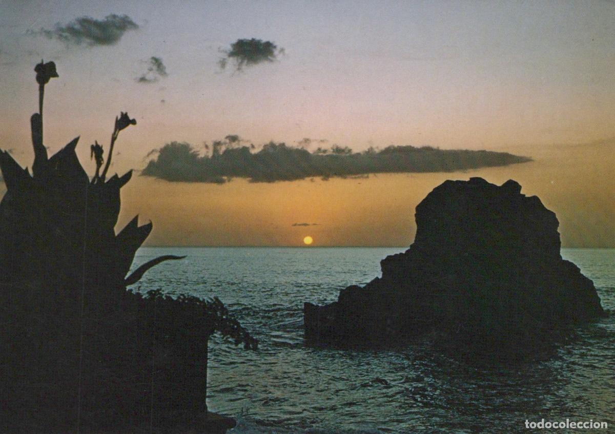 Postcards: Italy Pietragrande Sunrise Over Rocky Coastline With Silhouetted Plants *YAN885