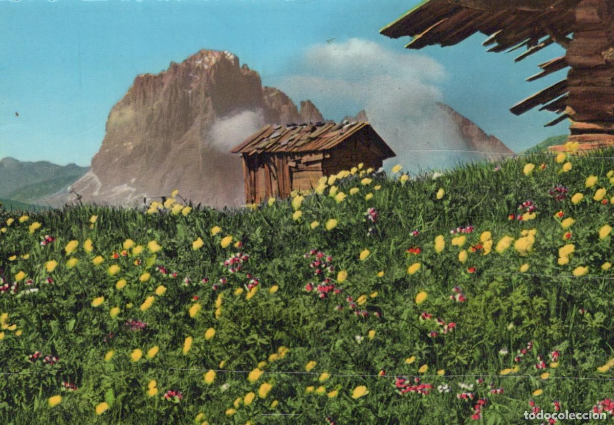 Postcards: Italy Cortina D Ampezzo Dolomites Sassolungo Mountain Alpine Meadow With *YAN959