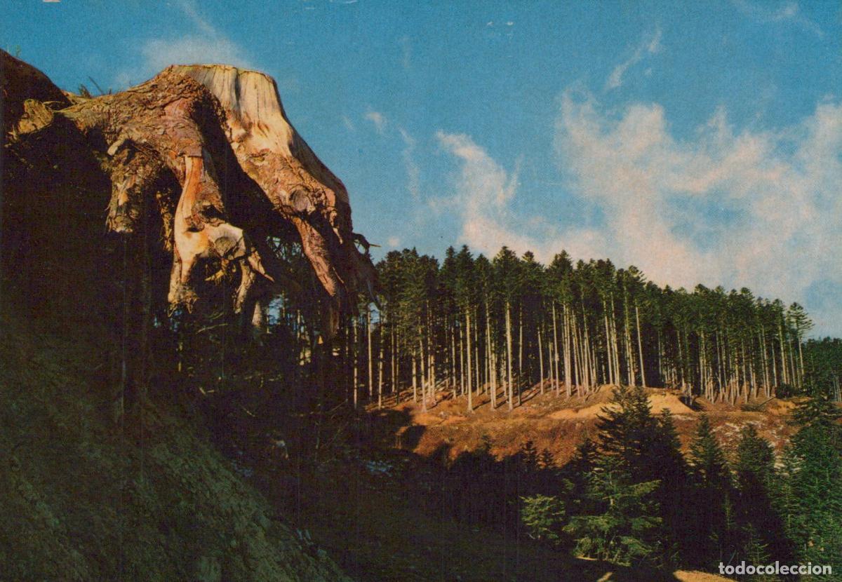 Postkarten: Italy Abetone Wood Towards the Maiori Mount Forest Landscape Unposted *YAP038