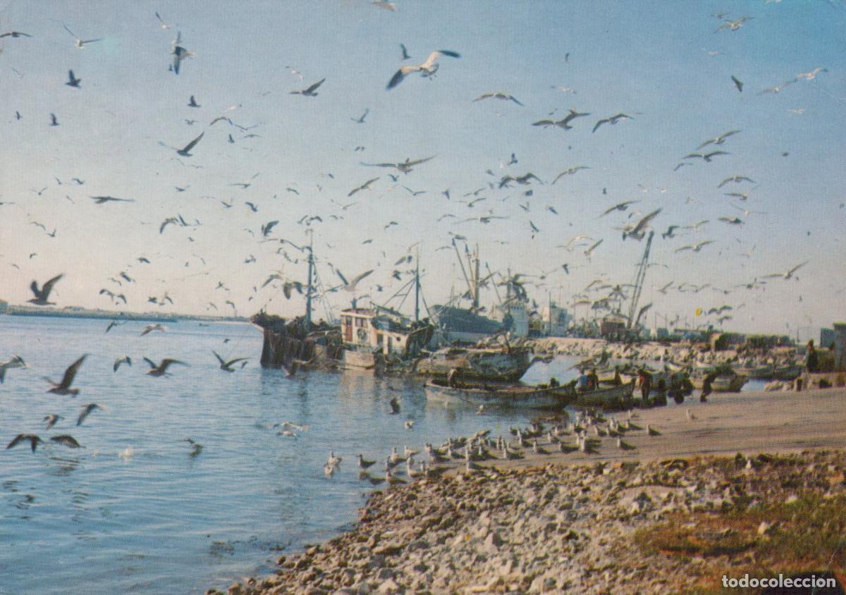 Cartes Postales: Portugal Figueira Da Foz Fishing Boats and Sea Gulls On the Ground *YAP405