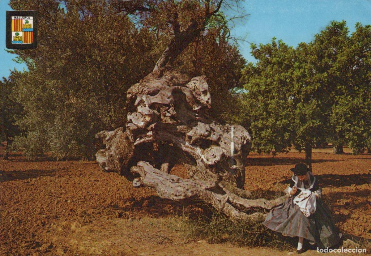 Postais: Spain Mallorca Millenary Olive Tree and Girl in Traditional Dress *YAP413