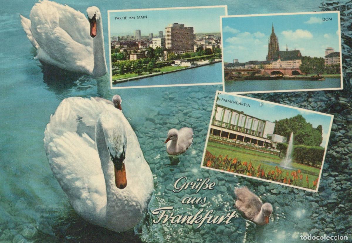 Cartes Postales: Germany Frankfurt am Main Swans and City Views Dom Palmengarten *YAP707