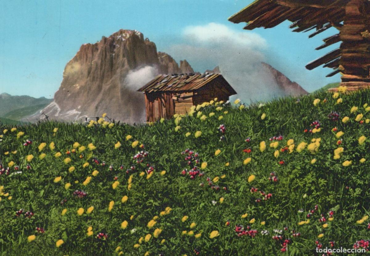 Postales: Italy Cortina D Ampezzo Mountain Hut in A Field of Wildflowers With *YAP927