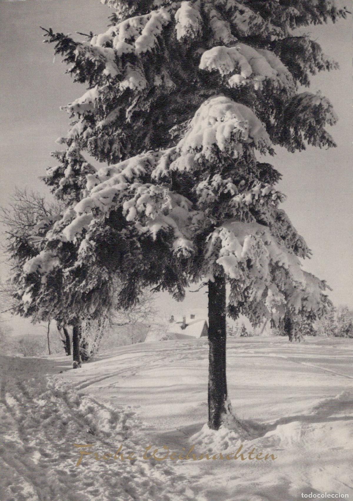 Postcards: Germany Berlin Winter Landscape Snowy Pine Trees Rural Scene Frohe *YAS369