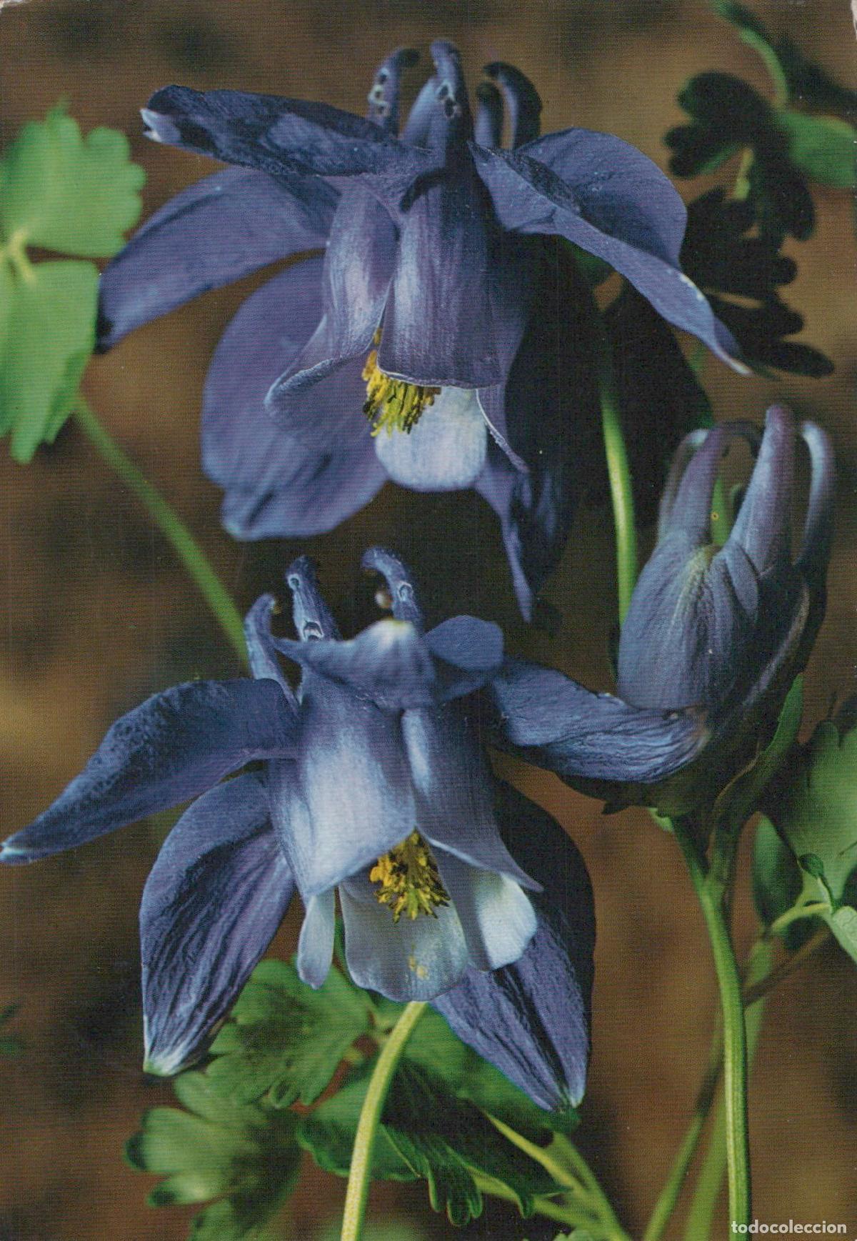 Postales: Switzerland Adelboden Close Up of Two Purple Aquilegia Alpina Flowers *YAS454