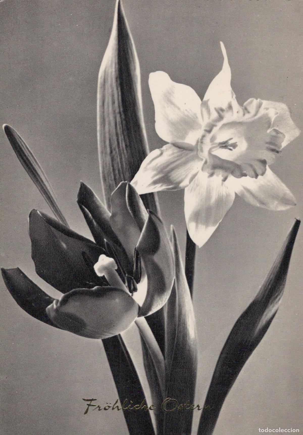 Postcards: Germany Berlin Easter Daffodil Tulip Flowers Still Life Fr&ouml;hliche Ostern *YAS386
