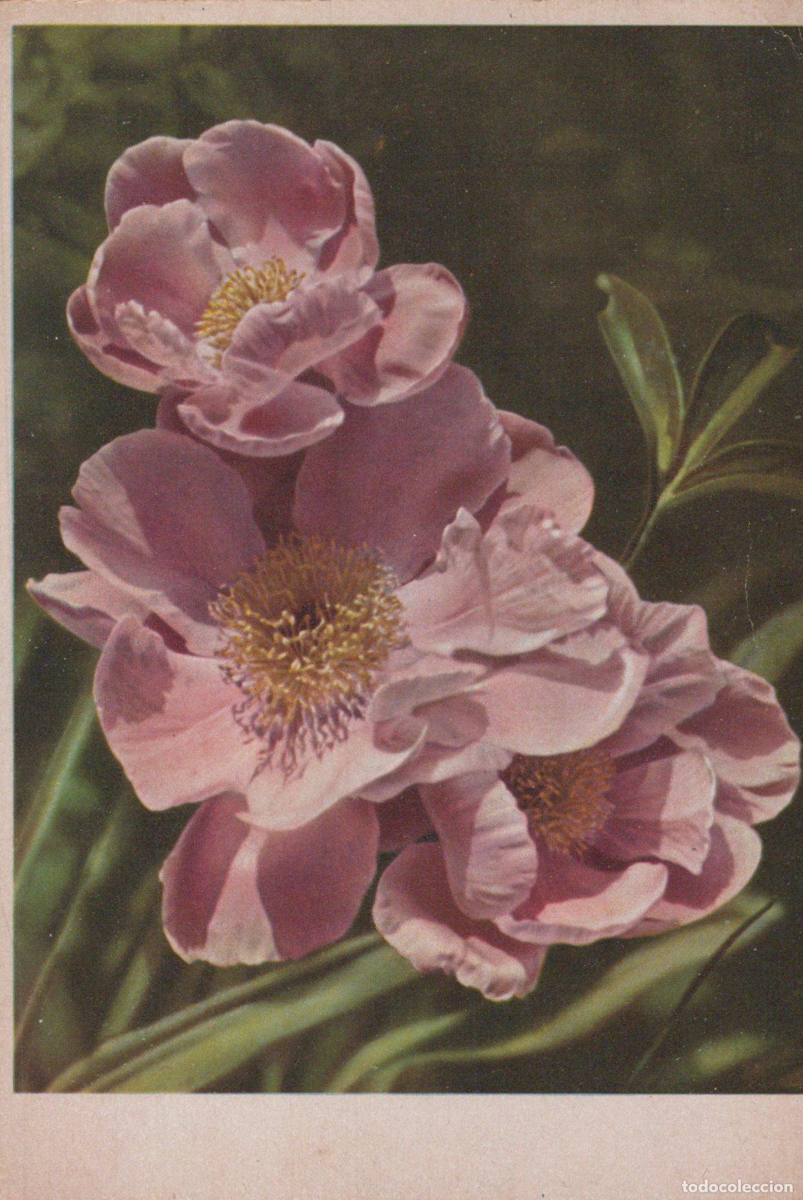 Cartes Postales: Germany Reichenbach IM Vogtland Pink Peonies Flowers Close Up Unposted *YAS534