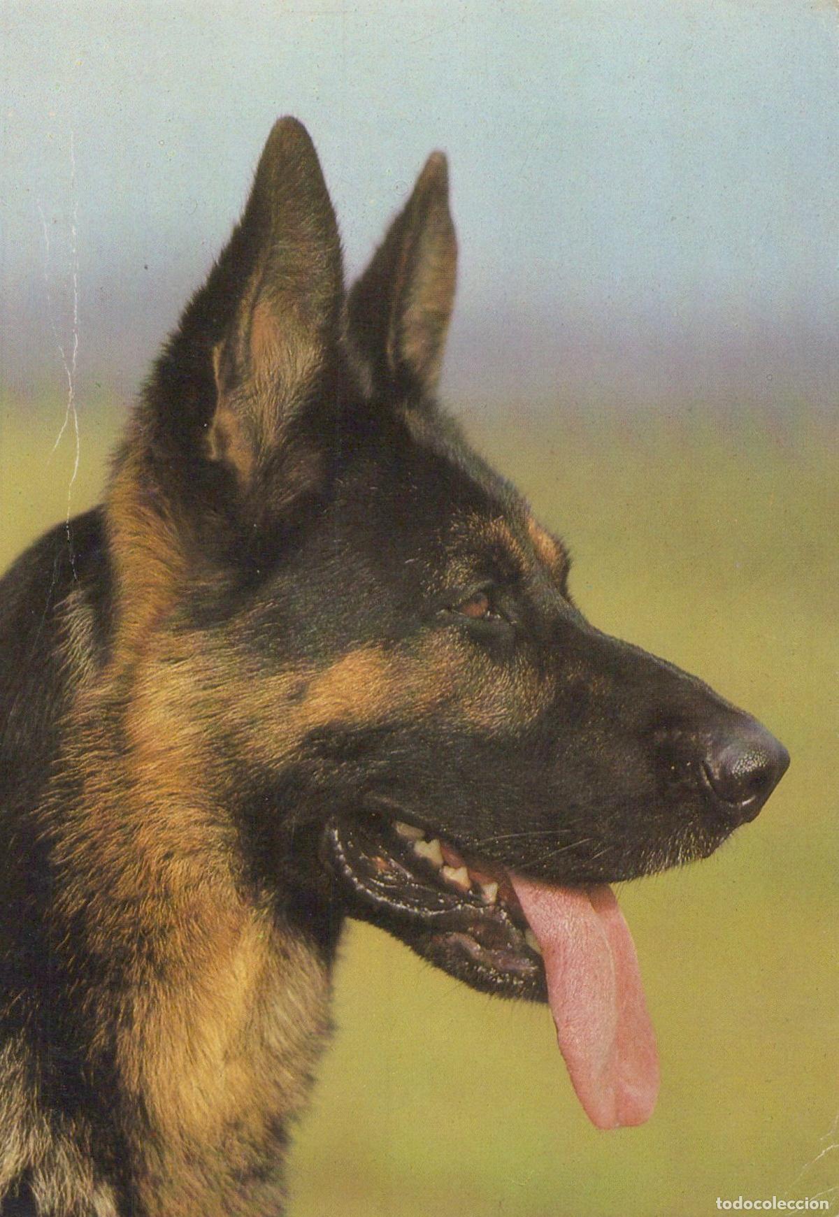 Postais: Germany Berlin German Shepherd Dog Portrait Side Profile Unposted *YAS559