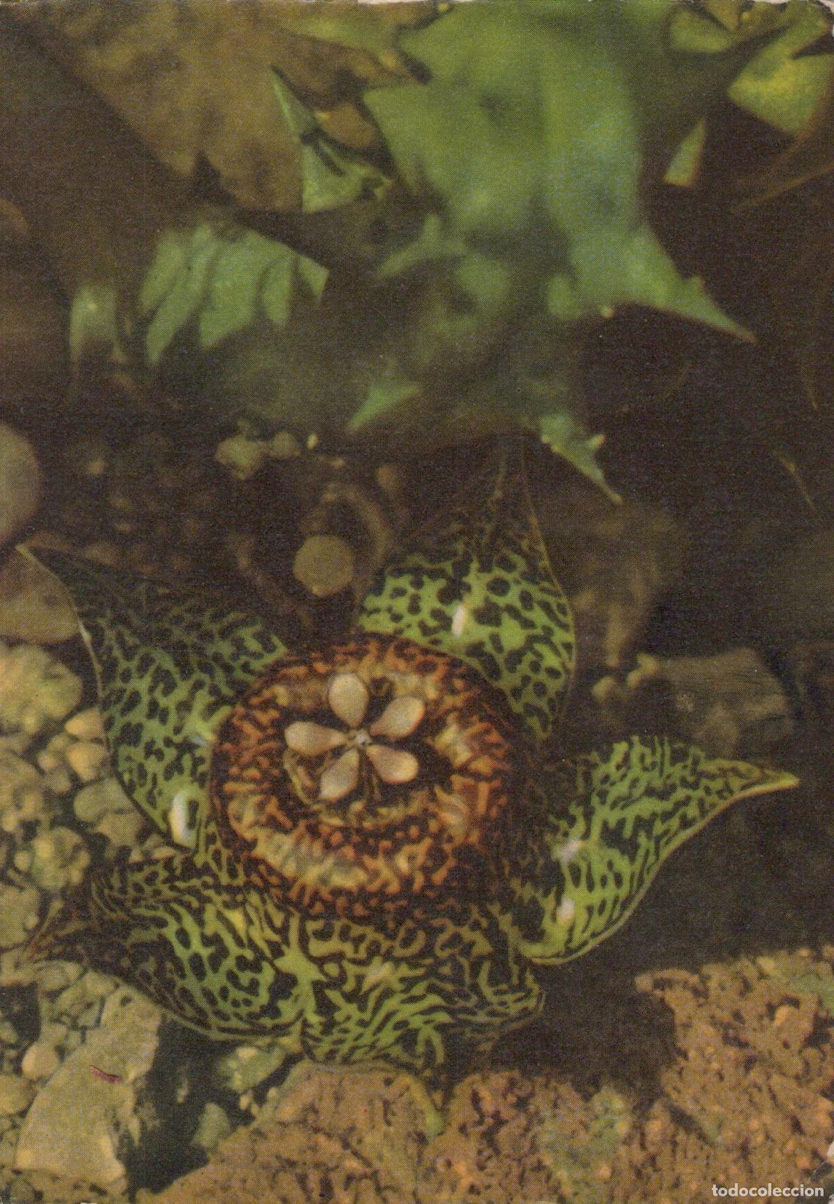 Cartes Postales: Germany Jena Botanical Garden Ducalia Polita Glanz Duvalie Unposted *YAS564