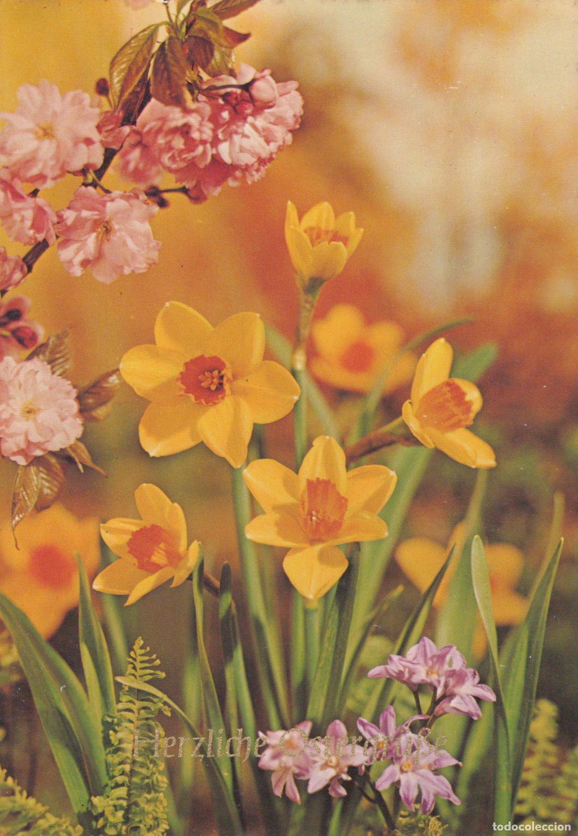 Postcards: Spring Flowers Daffodils Cherry Blossoms Floral Unposted *YAS456