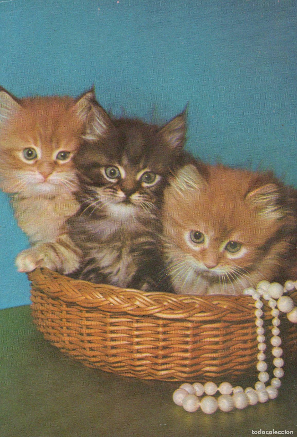 Cartoline: Germany Berlin Three Fluffy Kittens in A Basket With Pearl Necklace Cute *YAS579
