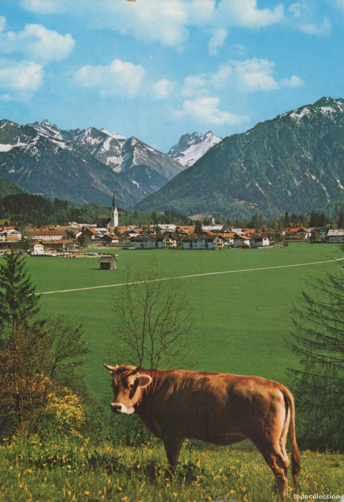 Postcards: Germany Schwangau German Alps Allg&auml;u Cow in Meadow Village Mountains *YAS471