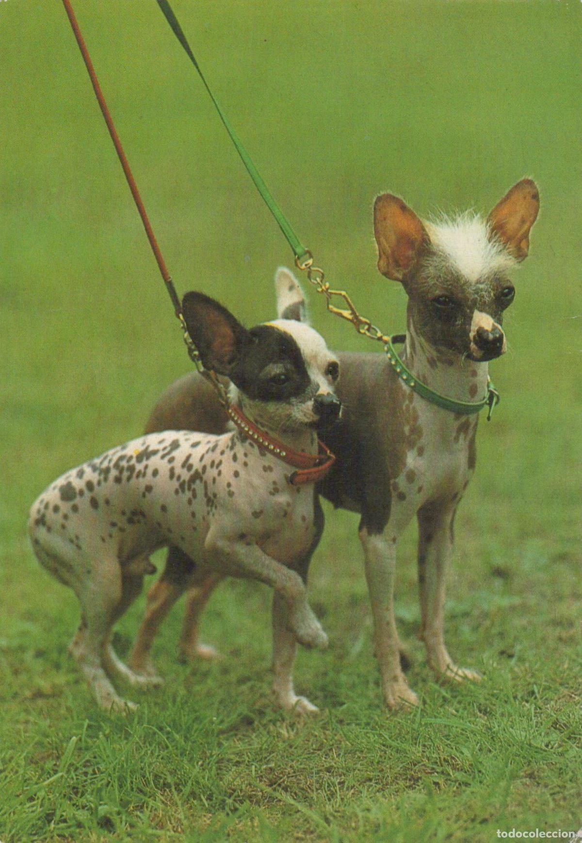 Postales: Germany Berlin Two Chinese Crested Dogs On Leashes Standing On Unposted *YAS589