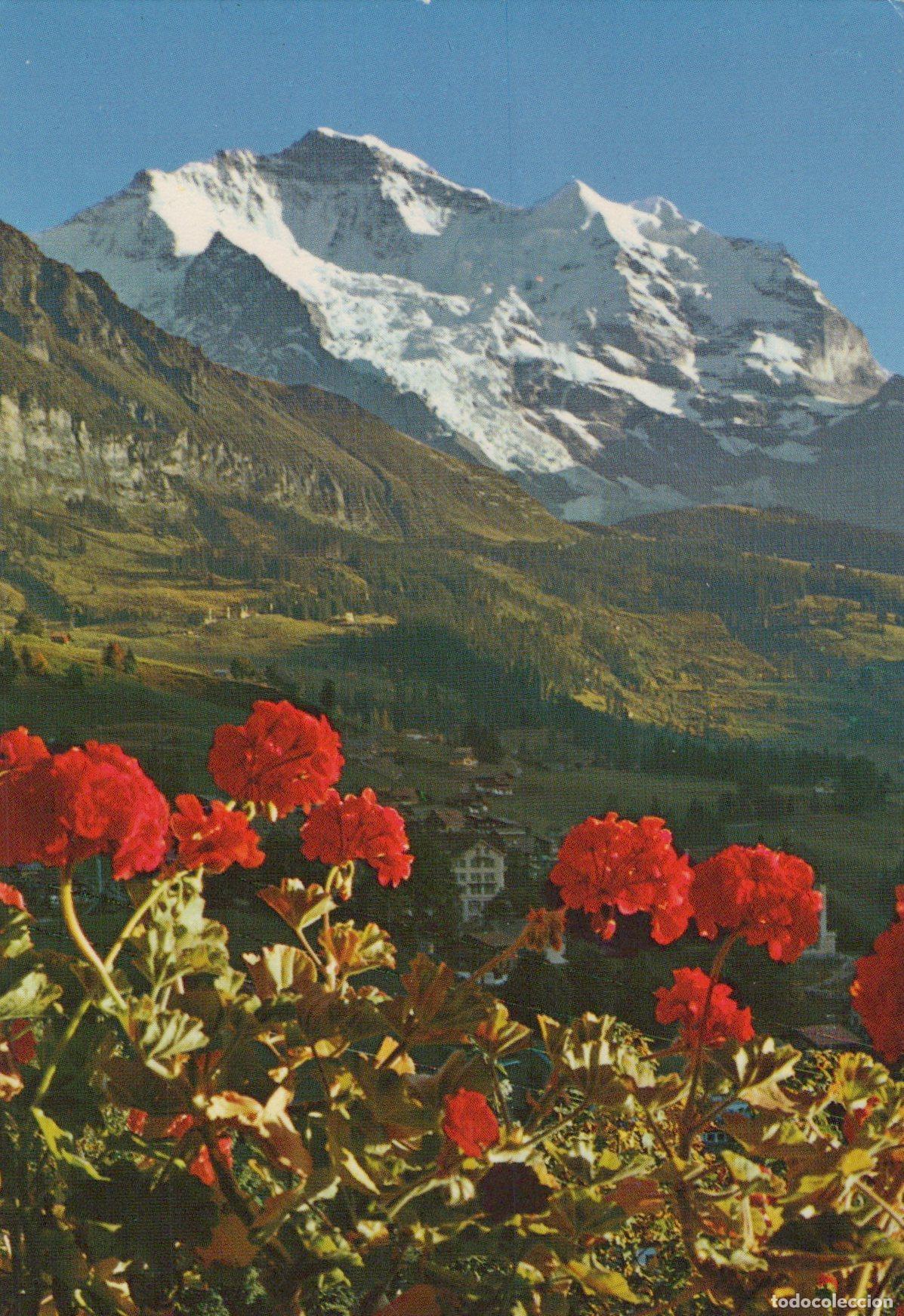 Postcards: Switzerland Grindelwald Jungfrau Mountain View With Red Flowers Valley *YAS486
