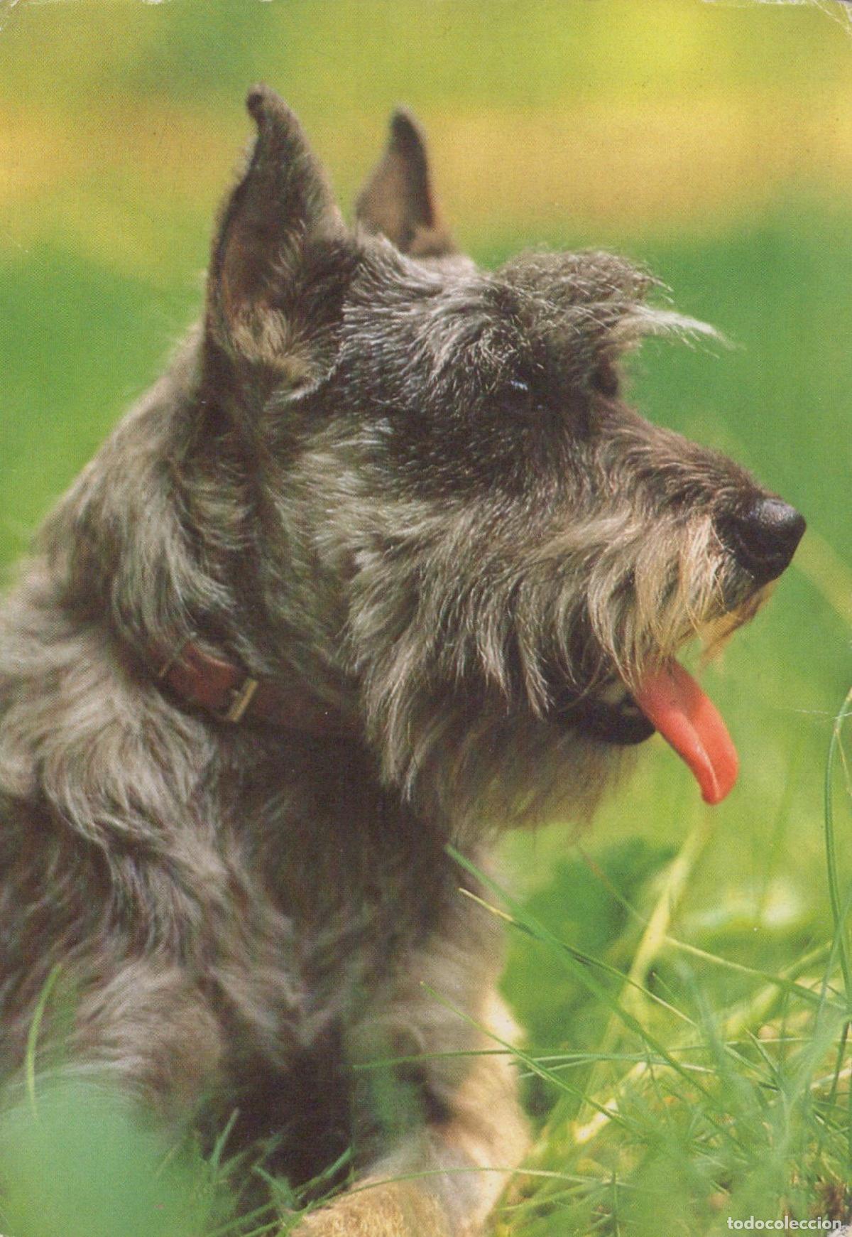 Postais: Germany Berlin Mittel Schnauzer Dog Portrait With Tongue Out in Unposted *YAS604