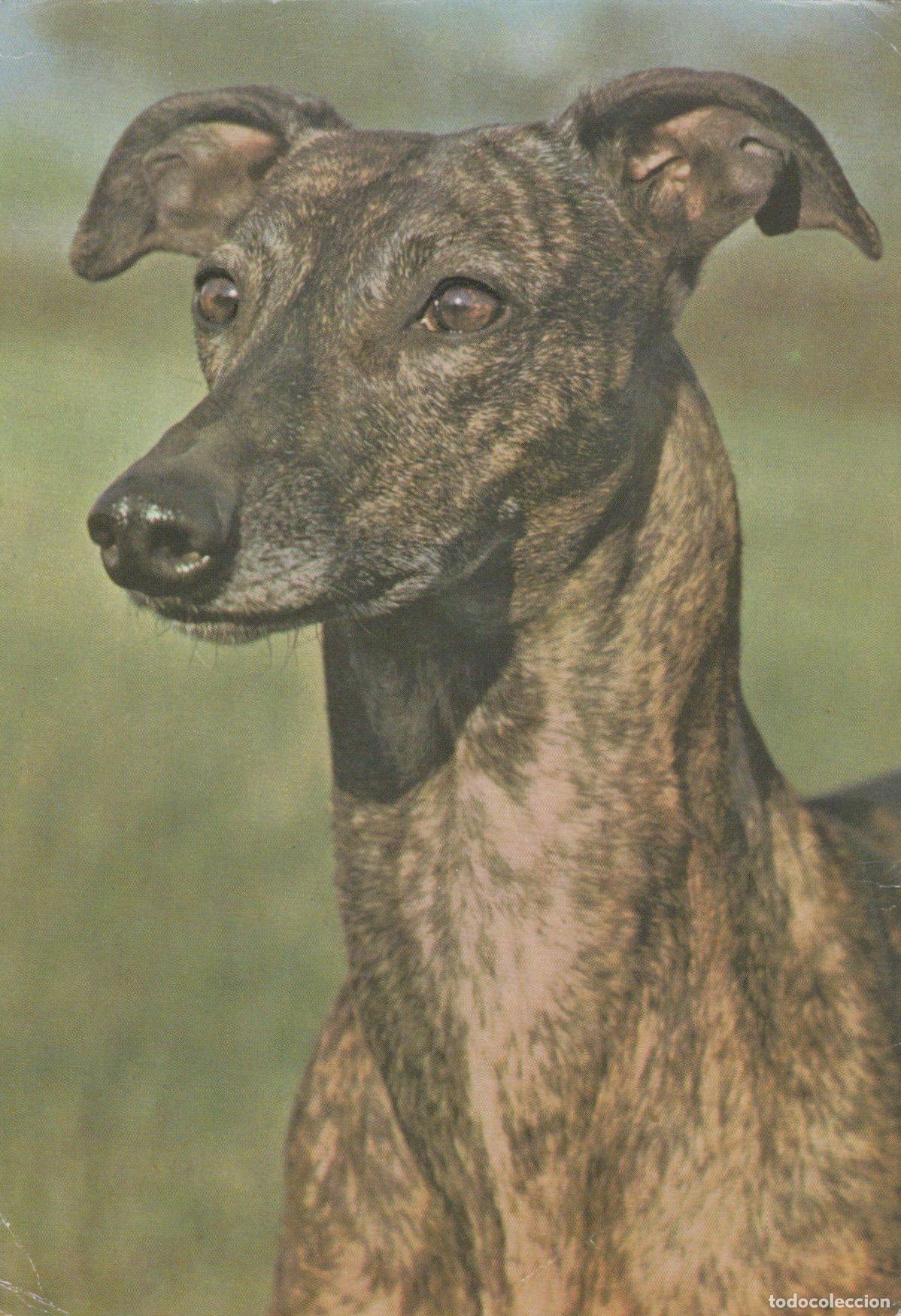 Postcards: Germany Berlin Greyhound Brindle Dog Portrait Animal Pet Unposted *YAS615