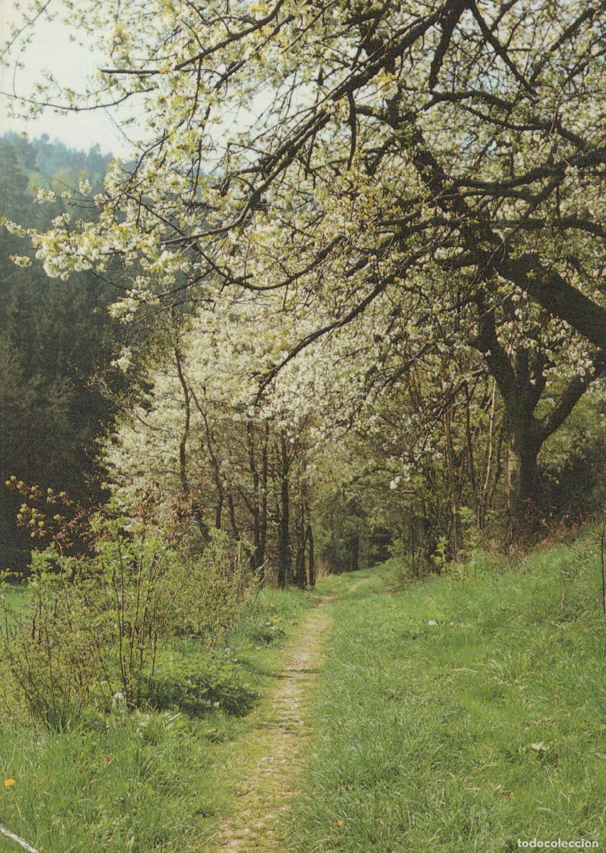 Postcards: Germany Spring Path Blooming Trees Landscape Nature Unposted *YAS516