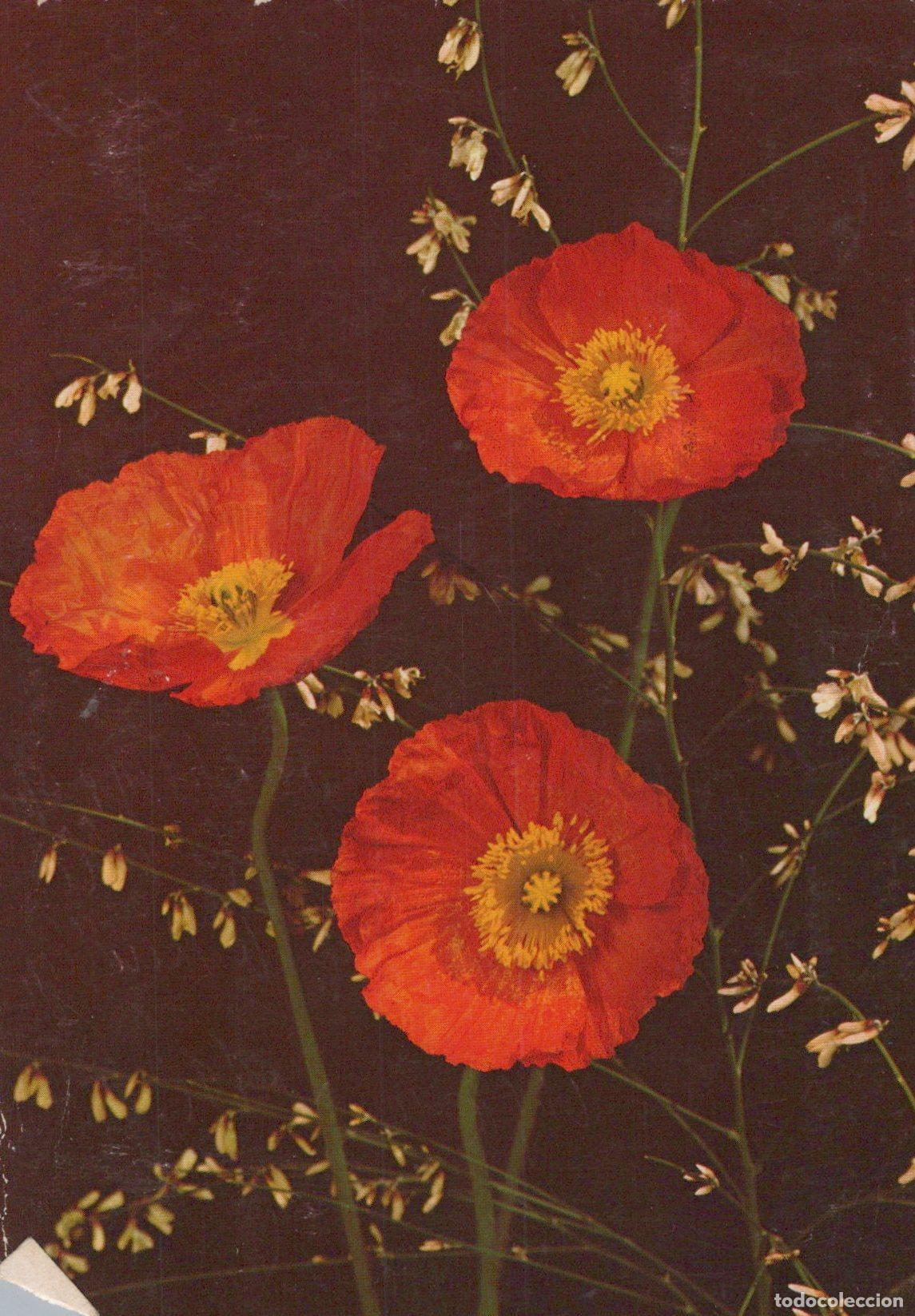 Cartes Postales: Germany Flensburg Red Poppies Flowers Floral Still Life *YAS541