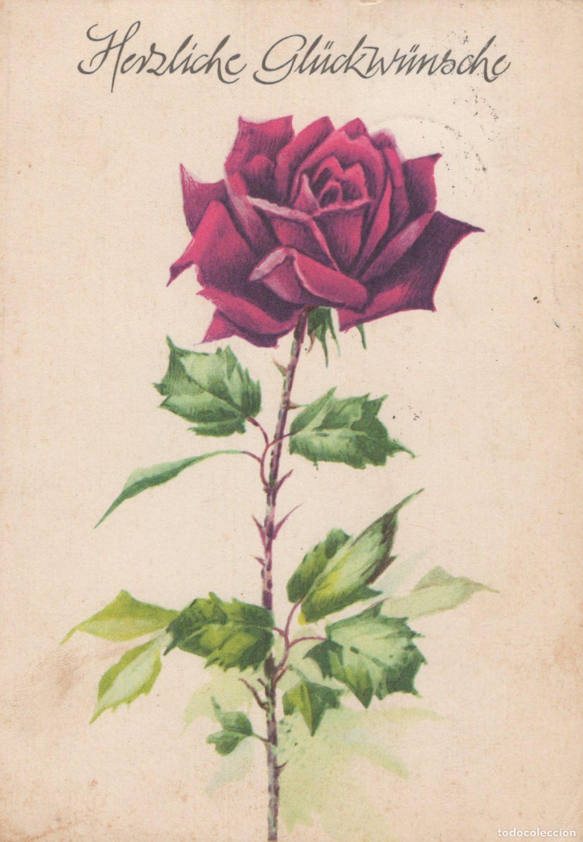 Postcards: Germany Dresden Red Rose Floral Birthday Greetings *YAS546