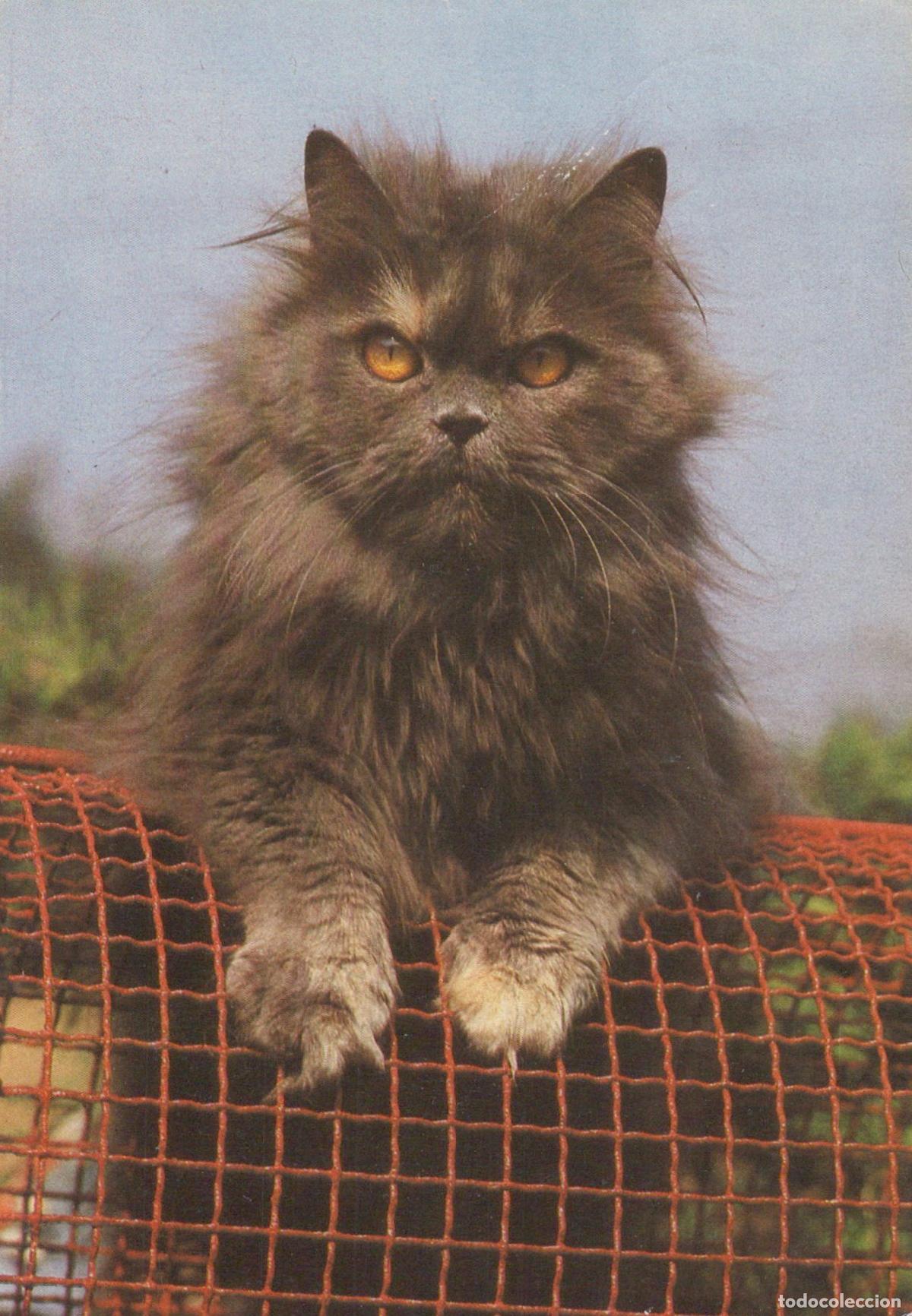 Cartes Postales: Germany Berlin Fluffy Persian Cat With Orange Eyes On Red Grid Unposted *YAS556