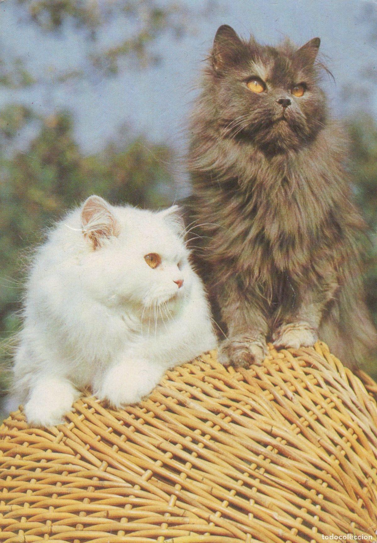 Postais: Germany Berlin Two Fluffy Cats White and Grey On A Wicker Basket Animal *YAS561
