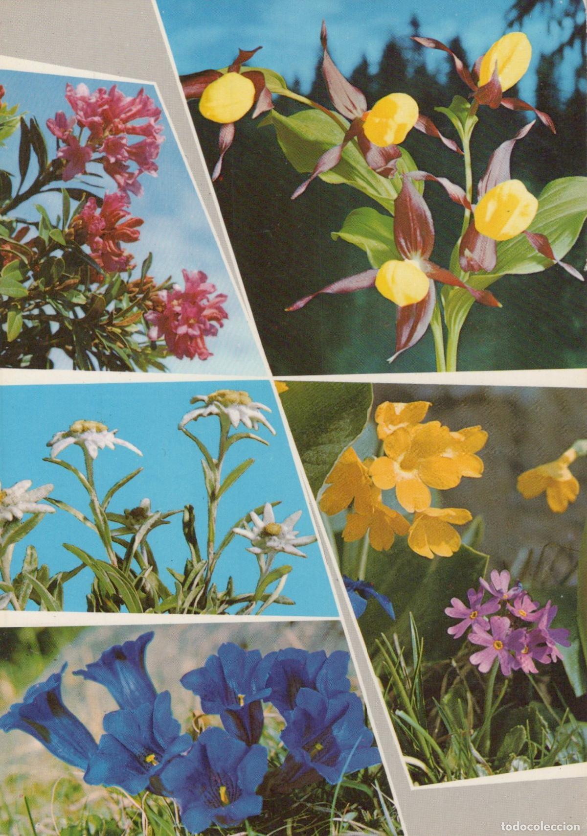 Postales: Alpine Flowers Collage Rhododendron Edelweiss Gentian Primrose Unposted *YAS601