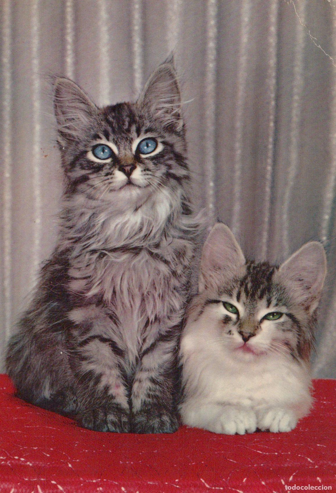 Postales: Germany Two Fluffy Kittens With Blue and Green Eyes Cute Pet Portrait *YAS606