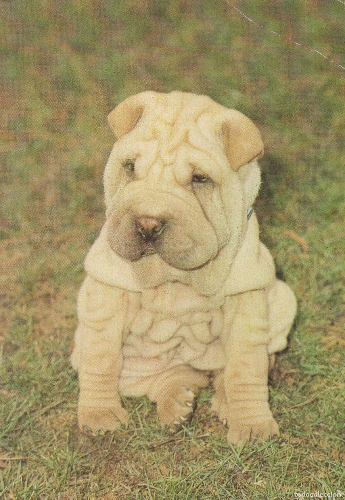 Postcards: Germany Berlin Cute Shar Pei Puppy Dog Sitting On Grass Animal Unposted *YAS612