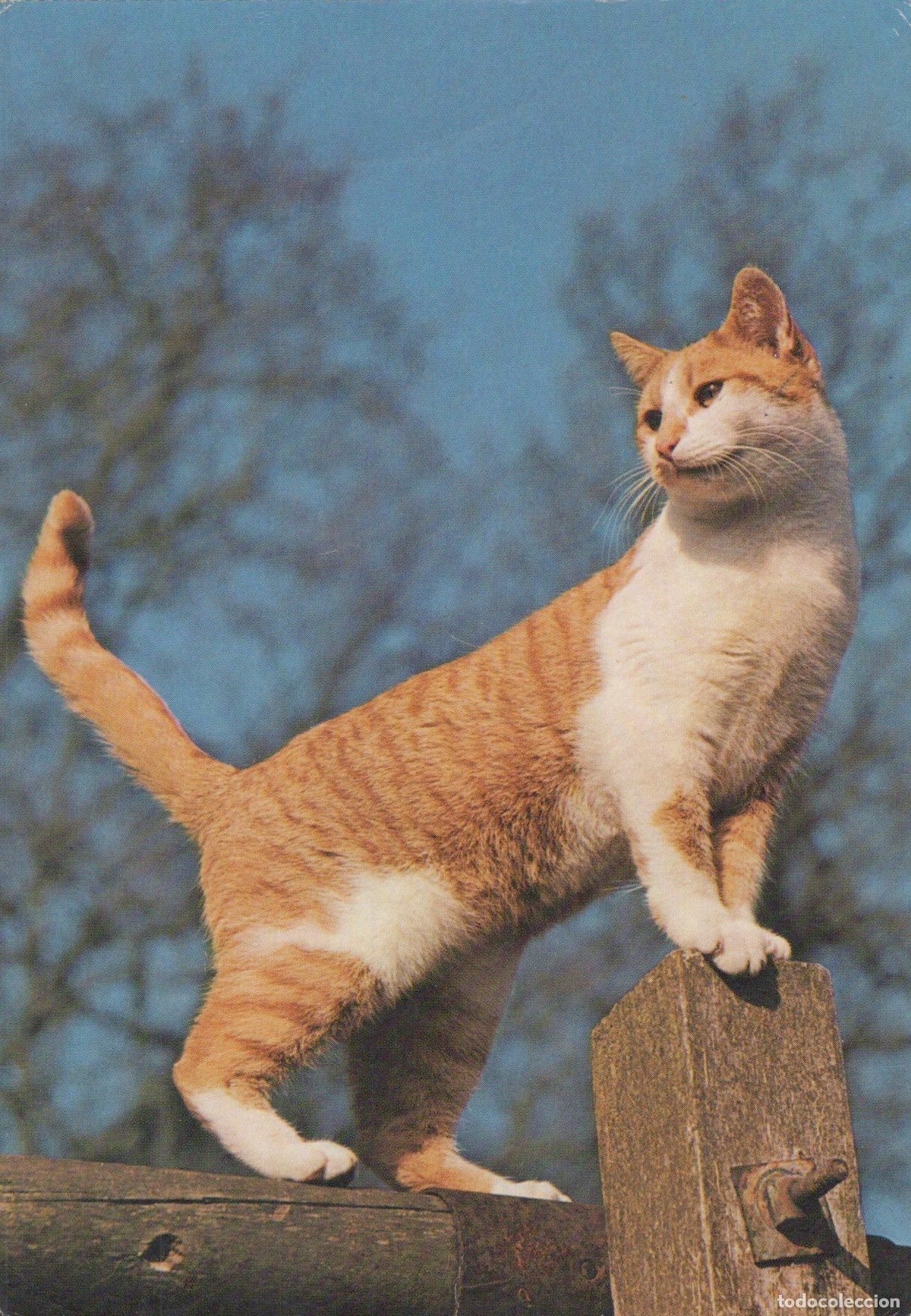 Postkarten: Germany Berlin Ginger and White Cat Standing On Wooden Post Blue Sky *YAS647