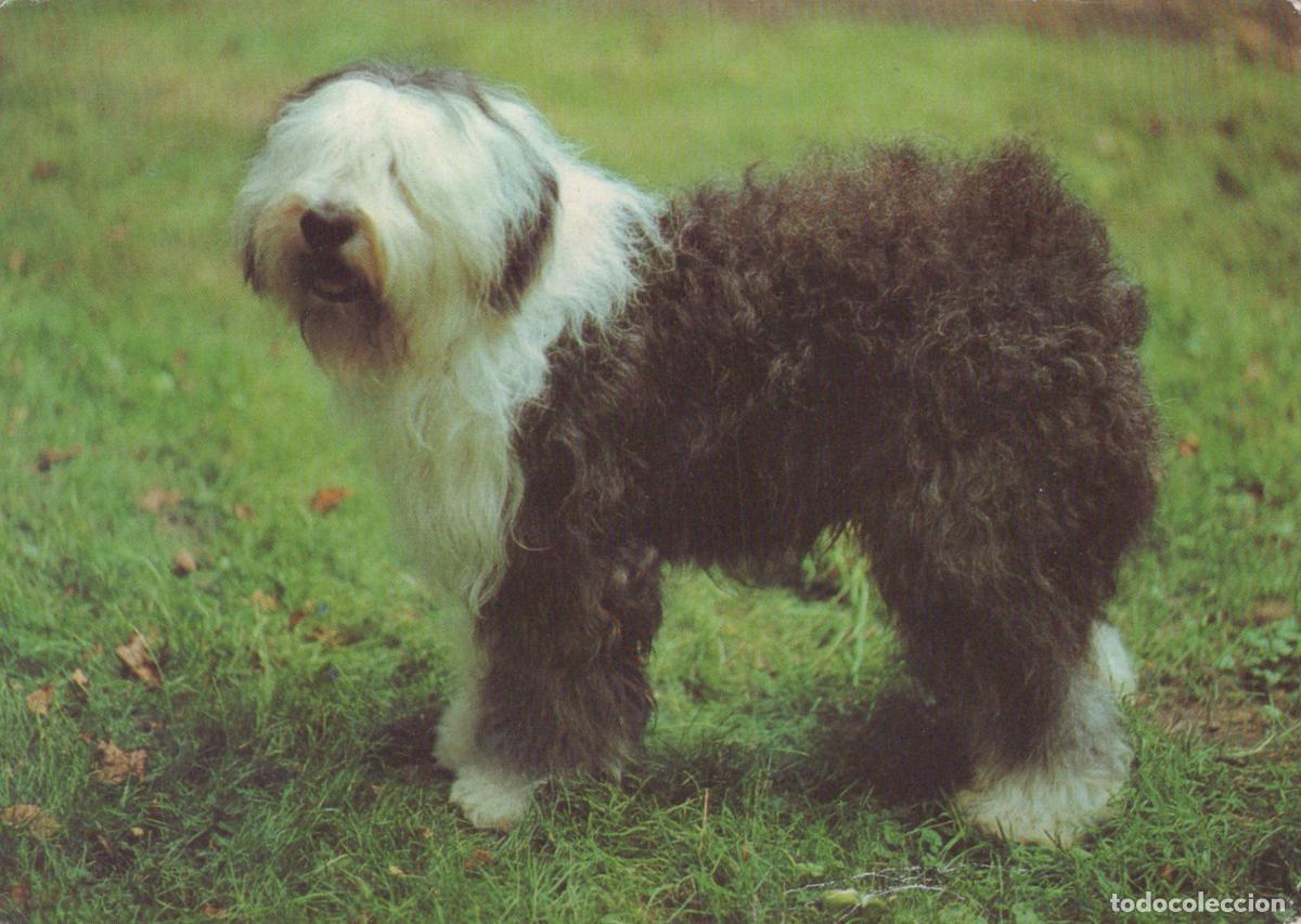 Postkarten: Poland Polski Owczarek Nizinny Pon Dog Breed Cute Animal Unposted *YAS972