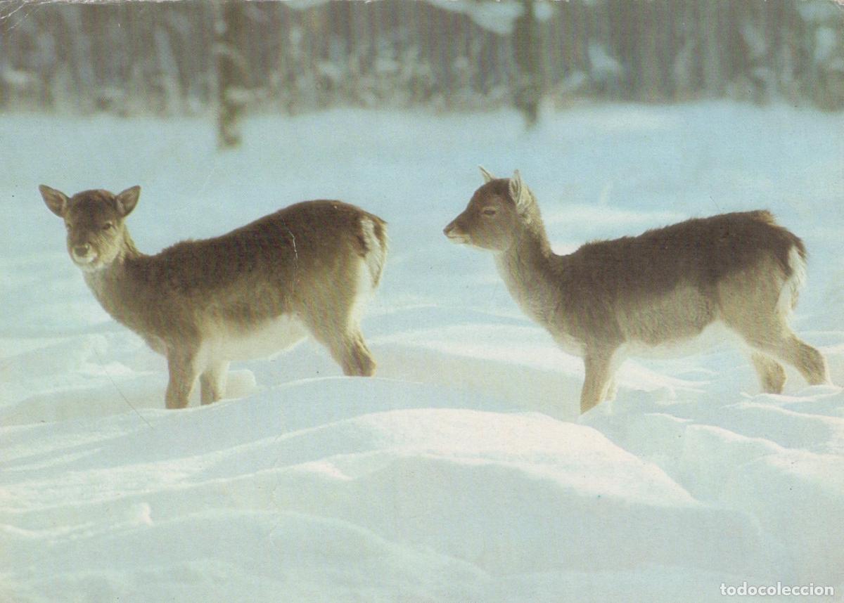 Postkarten: Germany Berlin Two Young Fallow Deer in Winter Snow Wildlife Unposted *YAS969