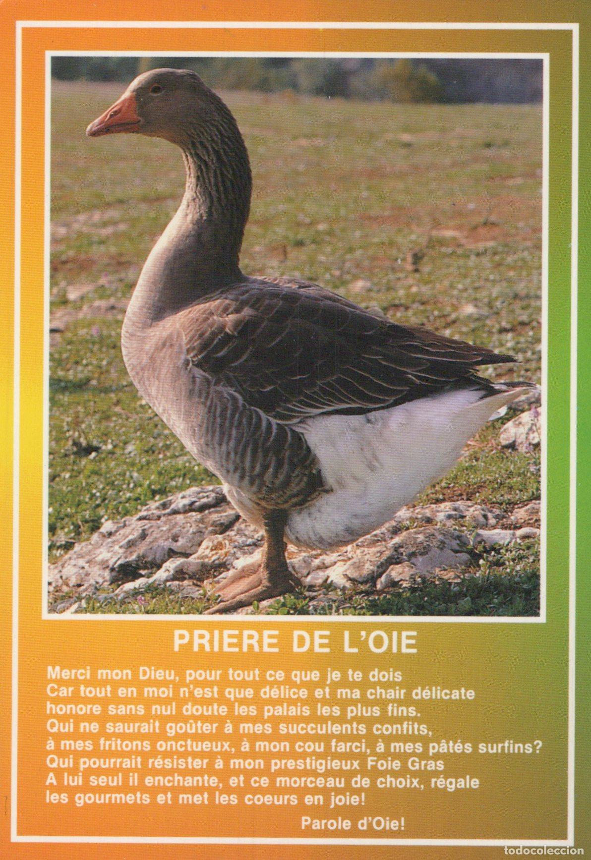 Postkarten: France Albi A Goose Standing On Grass With A Poem Titled Priere Unposted *YAR211