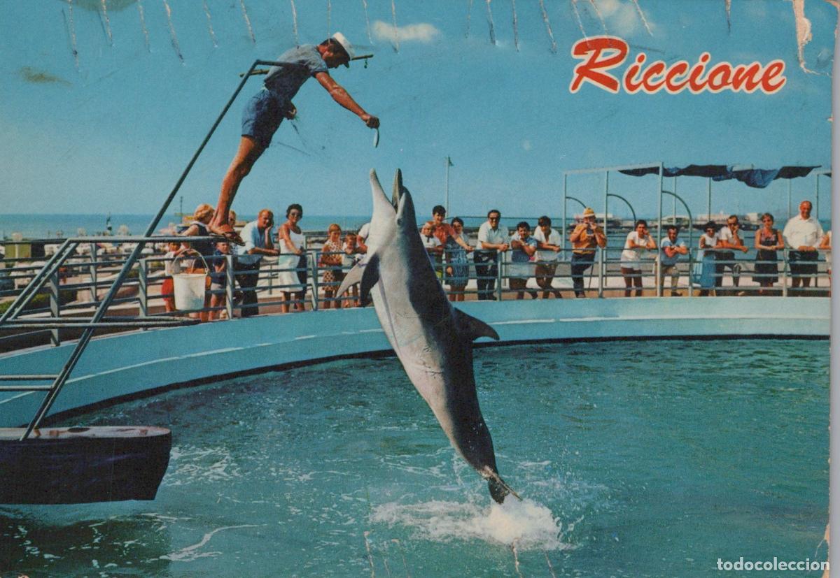 Postcards: Italy Riccione Aquarium Dolphin Show Trainer Feeding Jumping Unposted *YAR316