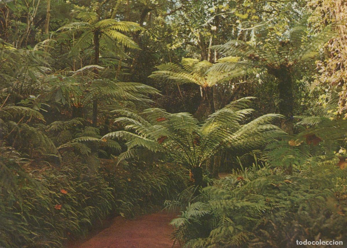 Cartes Postales: Portugal Sintra Lush Ferns Tropical Foliage in A Botanical Garden *YAR532