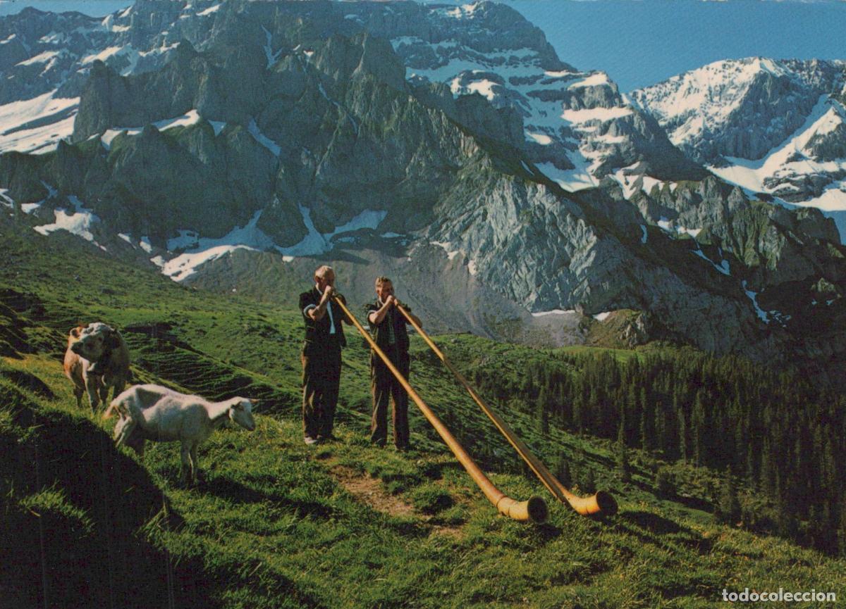 Postkarten: Switzerland Adelboden Alphorn Players With Cattle and Sheep Mountain *YAR771